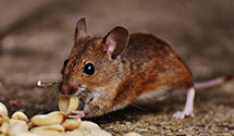 24 Hour & Emergency Exterminators in Hardshell, KY